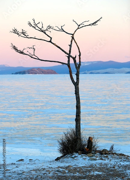 Obraz silhouette of a tree on the shore of Lake Baikal in winter