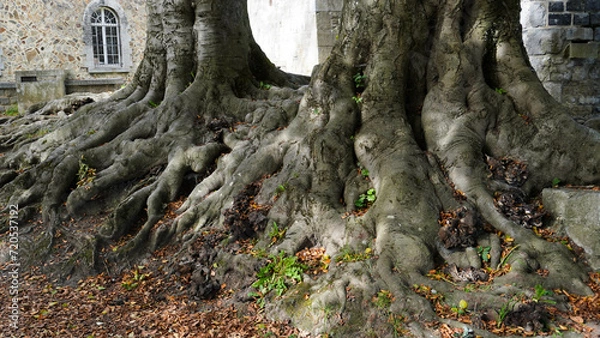 Obraz Baumwurzeln auf einem Fels.
