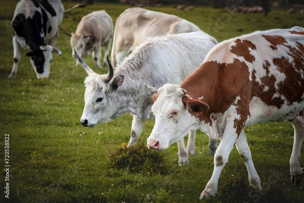 Fototapeta Picture of a holstein young cow standing in Zasavica, in Serbia and grazing by a podolian cattle, standing in Vojvodina, Serbia. Podolian cattle is a group of cattle breeds characterised by grey coats