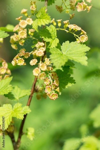 Fototapeta currant flowers