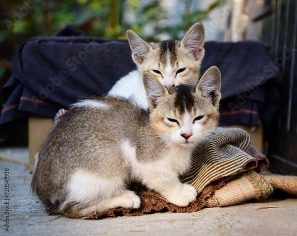 Obraz Two Adorable little sleepy cats sitting, cute kitten, Furry Cat, Beautiful Cat photo, Cat wallpaper, Cute kitty.  Cats sittiing with blurred bokeh background