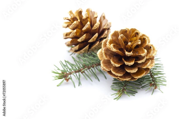 Obraz Pine cones with branch on a white background