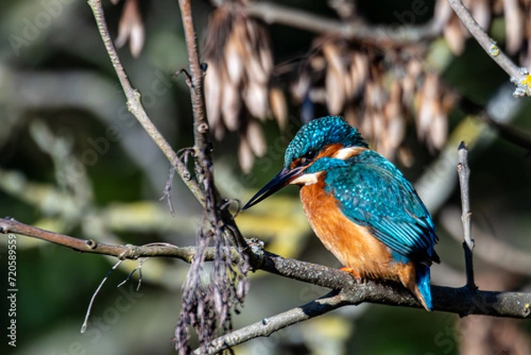 Obraz kingfisher on branch