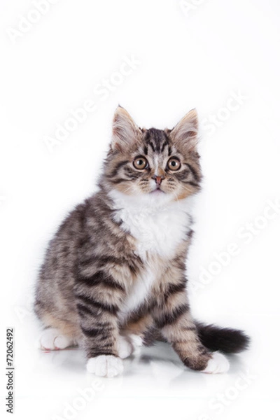Fototapeta tabby cat on a white background
