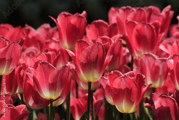 Obraz pink tulips