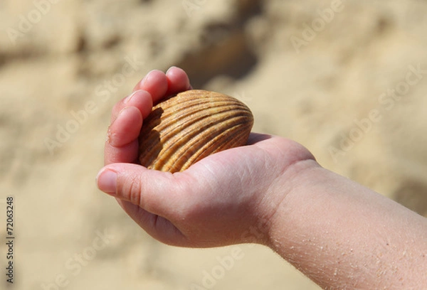 Obraz Muschel in Kinderhand