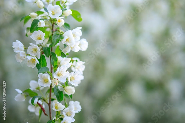 Fototapeta a vertical branch of an apple tree in white flowers on a blurred background