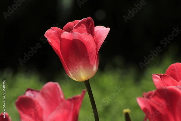 Obraz pink tulip