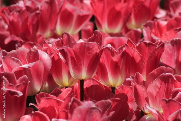 Obraz pink tulips