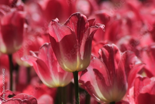 Obraz pink tulip close up