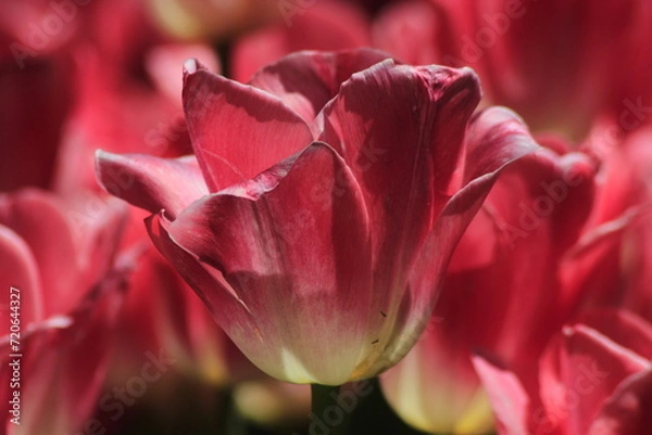 Obraz pink tulip closeup