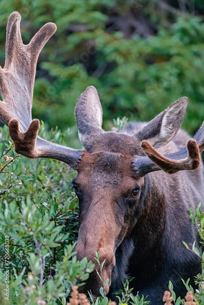 Fototapeta 702-61 Moose in Willows