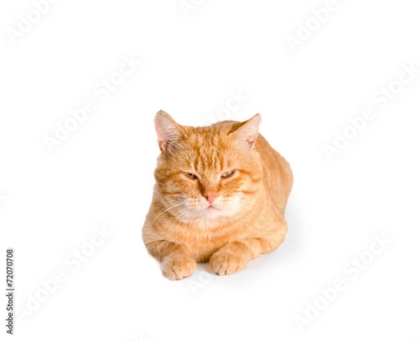 Obraz red cat  isolated