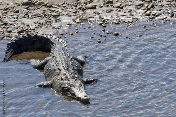 Obraz コスタリカの川に生息する鰐