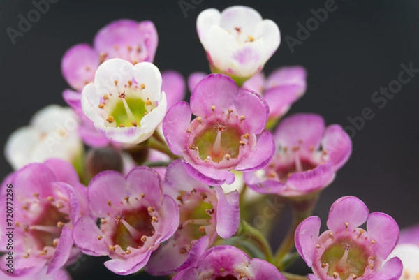 Obraz Hooky Chamelaucium against a dark background