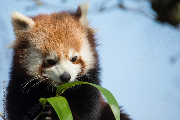 Obraz Red Panda