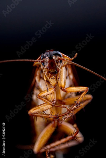 Fototapeta cockroach