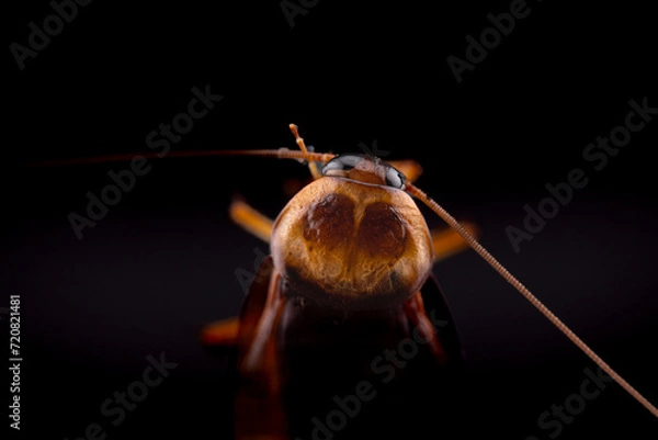 Fototapeta cockroach