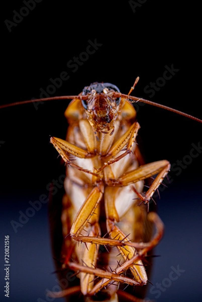 Fototapeta cockroach 