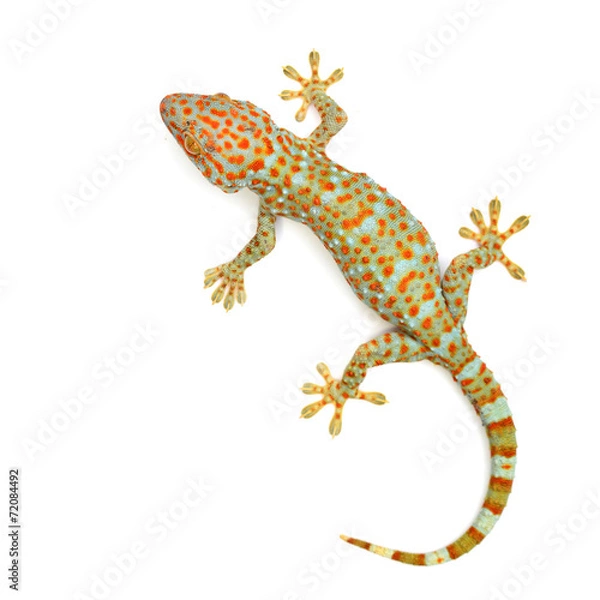Fototapeta gecko