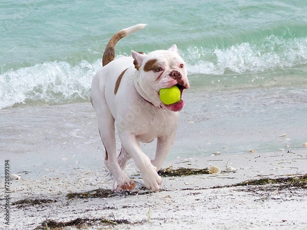 Obraz French Bulldog fetching a ball from Boca Ciega Bay at St. Pete Beach, Florida