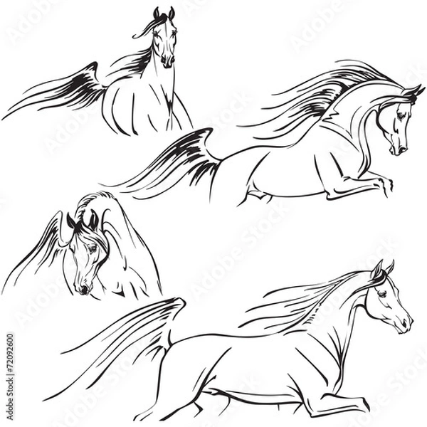 Obraz Arabian horses 2