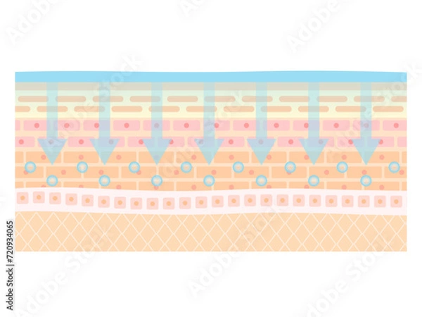 Obraz 浸透　肌　皮下組織