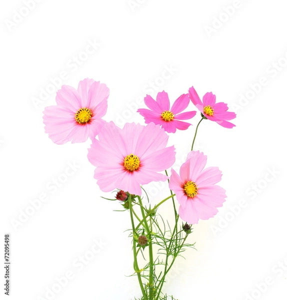 Obraz ピンクのコスモス