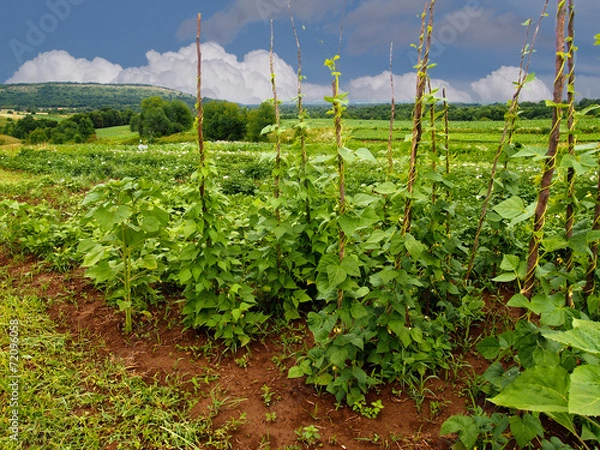 Fototapeta Wspinaczka fasoli w polu