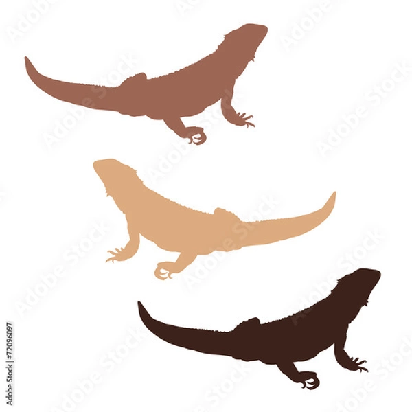 Fototapeta Bearded dragons