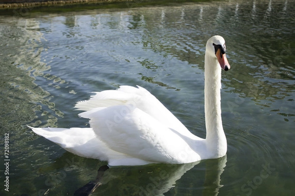 Fototapeta white swan