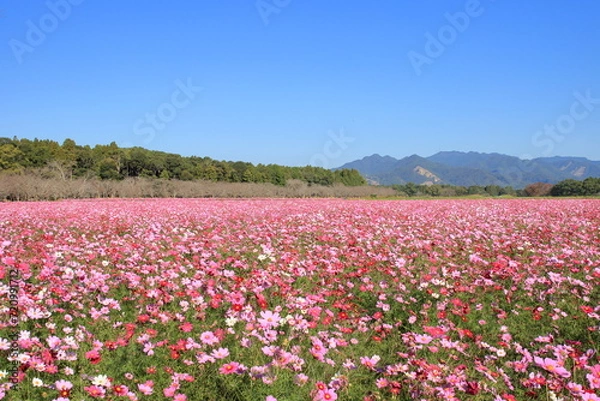 Obraz コスモス畑と青空