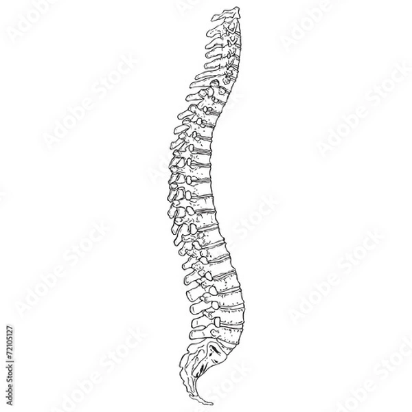 Obraz Human Spine 01