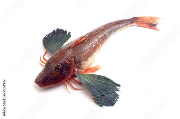 Obraz ホウボウ　食材　白バック