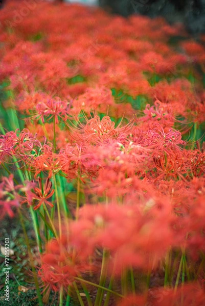 Fototapeta 彼岸花