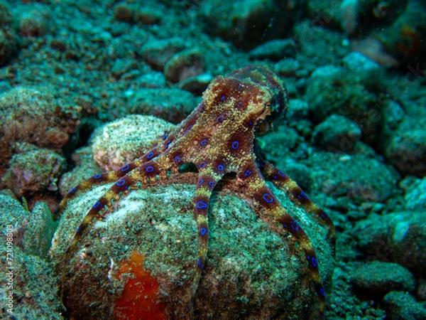 Obraz Octopus 