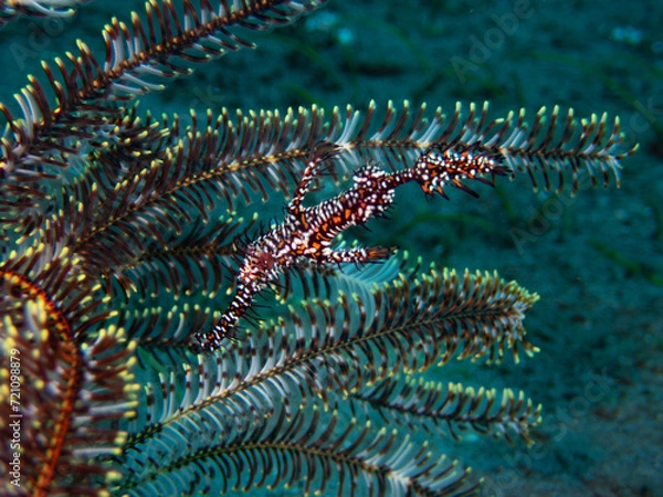 Obraz Ornate Ghost Pipefish 