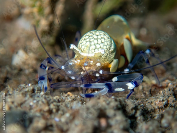 Obraz Anemone Shrimp