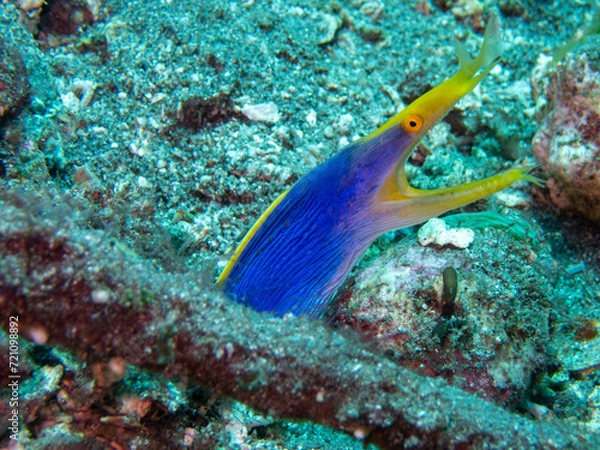 Obraz Blue Ribbon Eel 