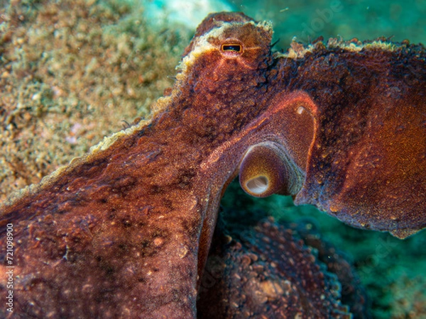 Obraz Octopus 