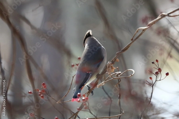 Obraz ヒレンジャクとキレンジャク