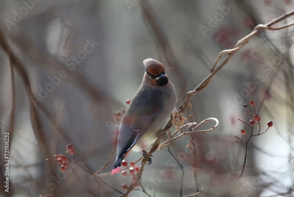 Obraz ヒレンジャクとキレンジャク