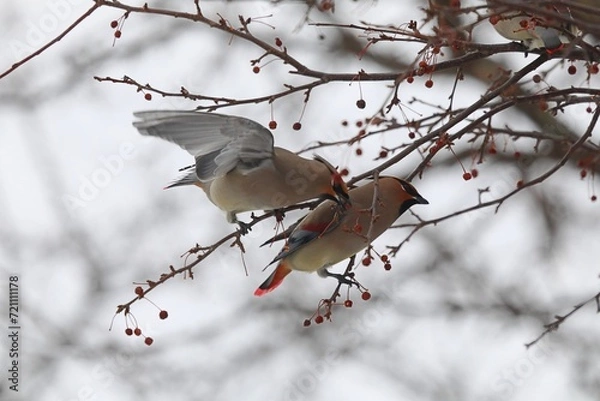Fototapeta ヒレンジャクとキレンジャク