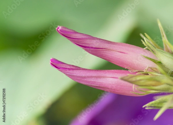 Obraz Ipomée, fleur rose, violette