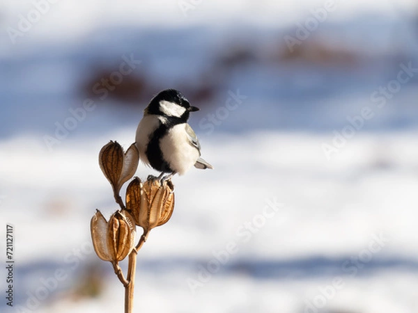 Obraz 雪原でオオウバユリの種殻に止まって横を向くシジュウカラ