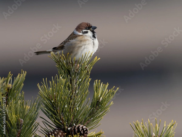 Obraz 枝に止まって斜め上を見るスズメ
