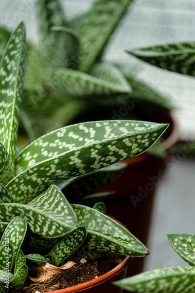 Obraz Aloe vera leaf close-up