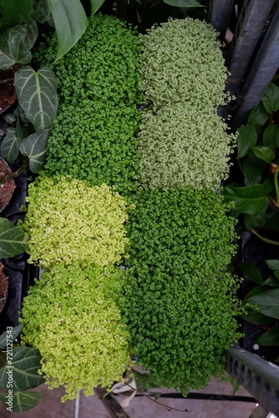 Obraz Eight Soleirolias in a pots 