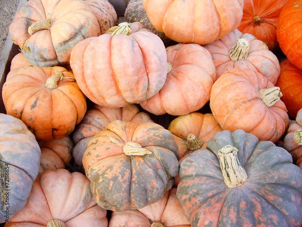 Obraz Green and orange gourds