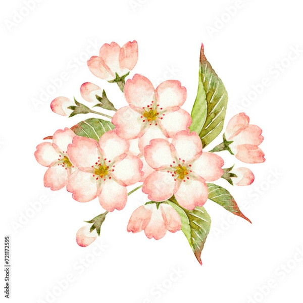 Obraz 山桜 桜　挿絵　水彩 イラスト